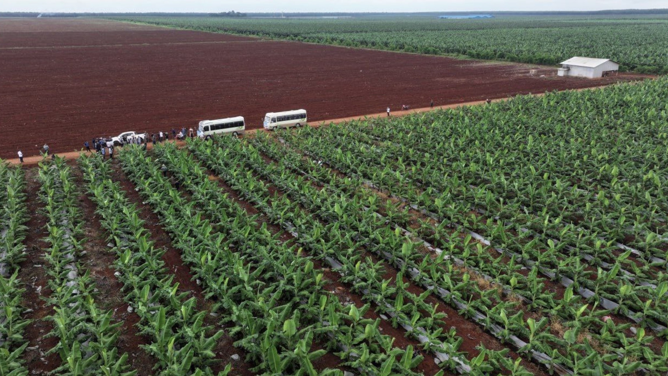 柬埔寨2025年前10个月农业引资达4亿美元，投资激增200%