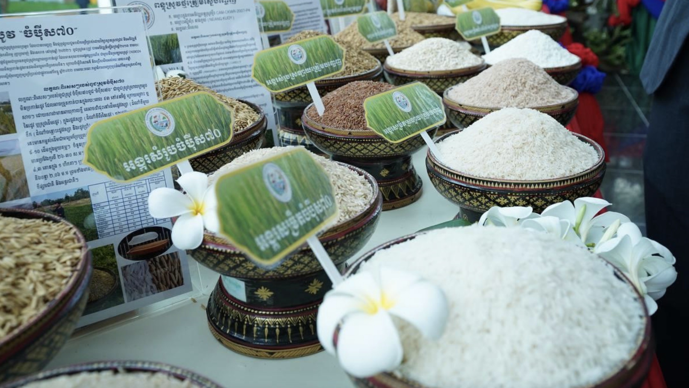 柬埔寨1月稻米出口创收超1.43亿美元，覆盖多哥出口市场