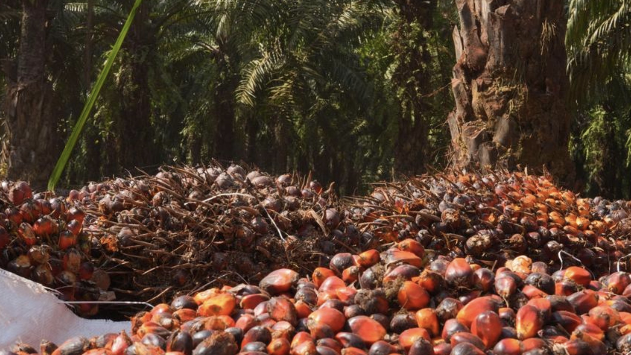 柬埔寨油棕产业稳步发展，本土企业引领规模化与出口升级