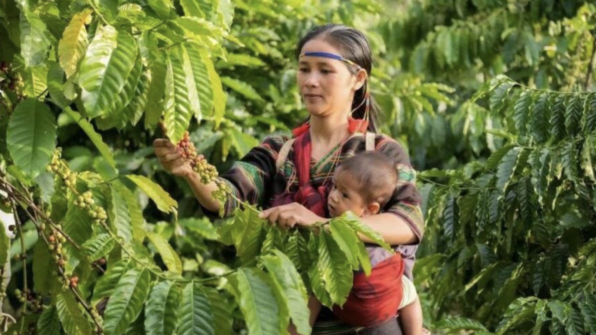 柬埔寨蒙多基里省拟打造咖啡集体品牌，助力特色农业发展